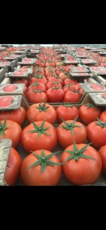 گوجه فرنگی دافنیس صادراتی بم